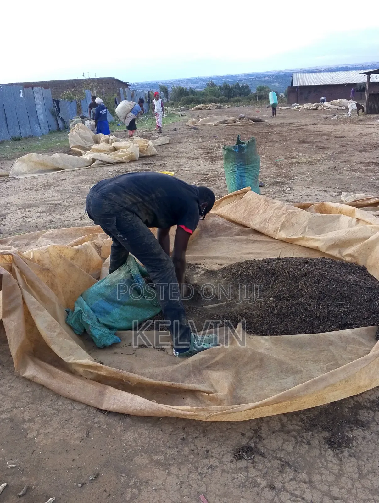 Dry Raw and Processed Tobacco Leafs