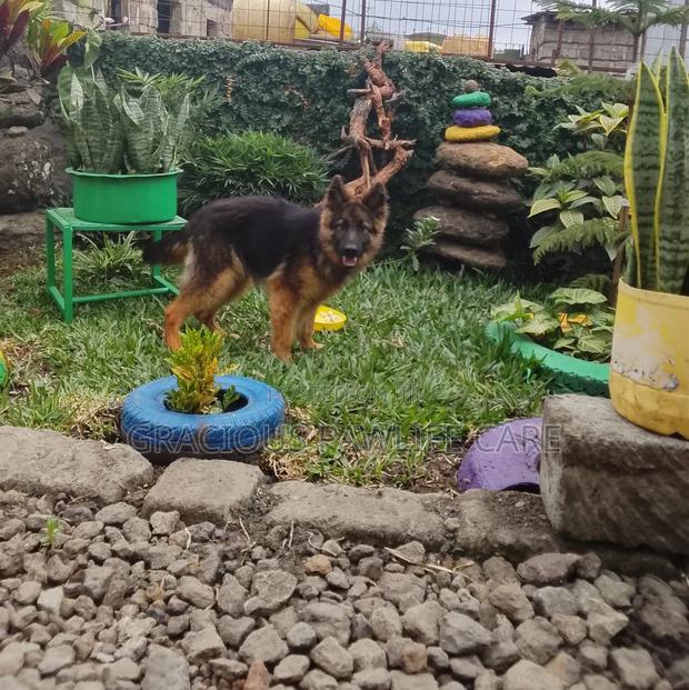 3-6 months Male Purebred German Shepherd