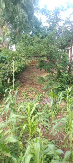 Residential Malindi Plot for Sale 50by100 Good Pricing Affordable.