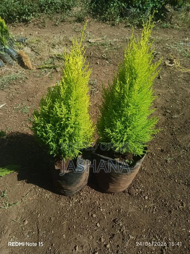 Lemon Cypress Tress