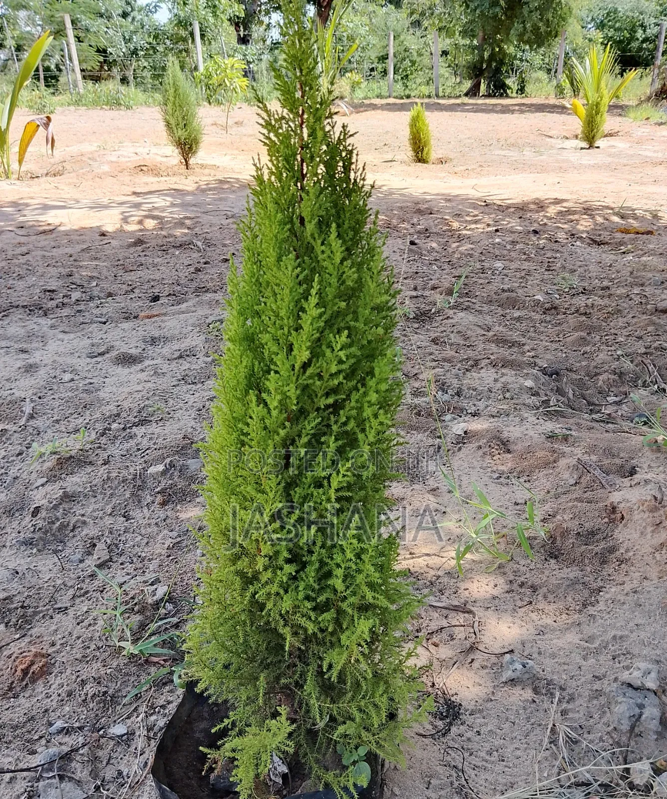 Lemon Cypress Tress