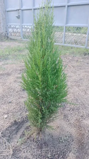 Lemon Cypress Tress