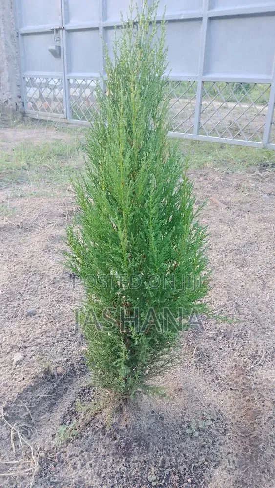 Lemon Cypress Tress