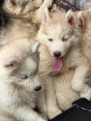 3-6 months Female Purebred Siberian Husky