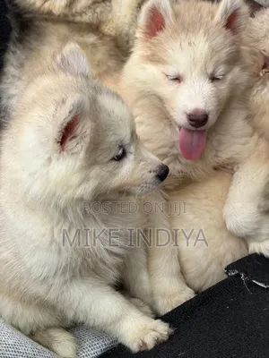 3-6 months Female Purebred Siberian Husky