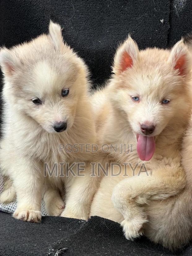 3-6 months Female Purebred Siberian Husky