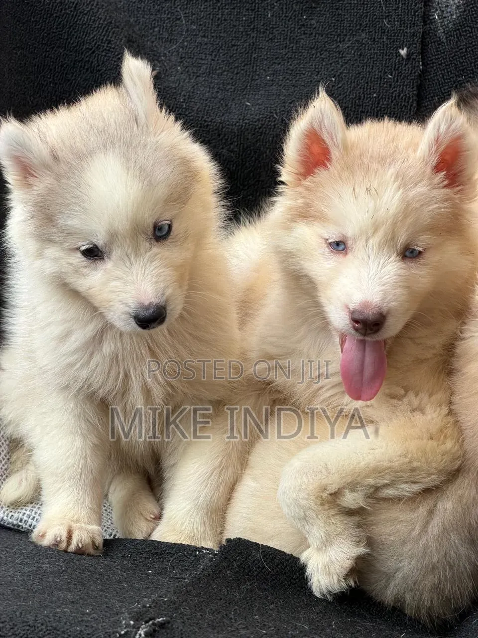 3-6 months Female Purebred Siberian Husky
