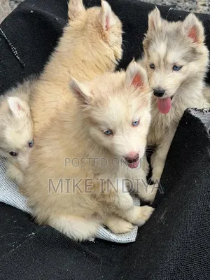 3-6 months Female Purebred Siberian Husky