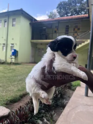 1-3 months Male Mixed Breed Havanese
