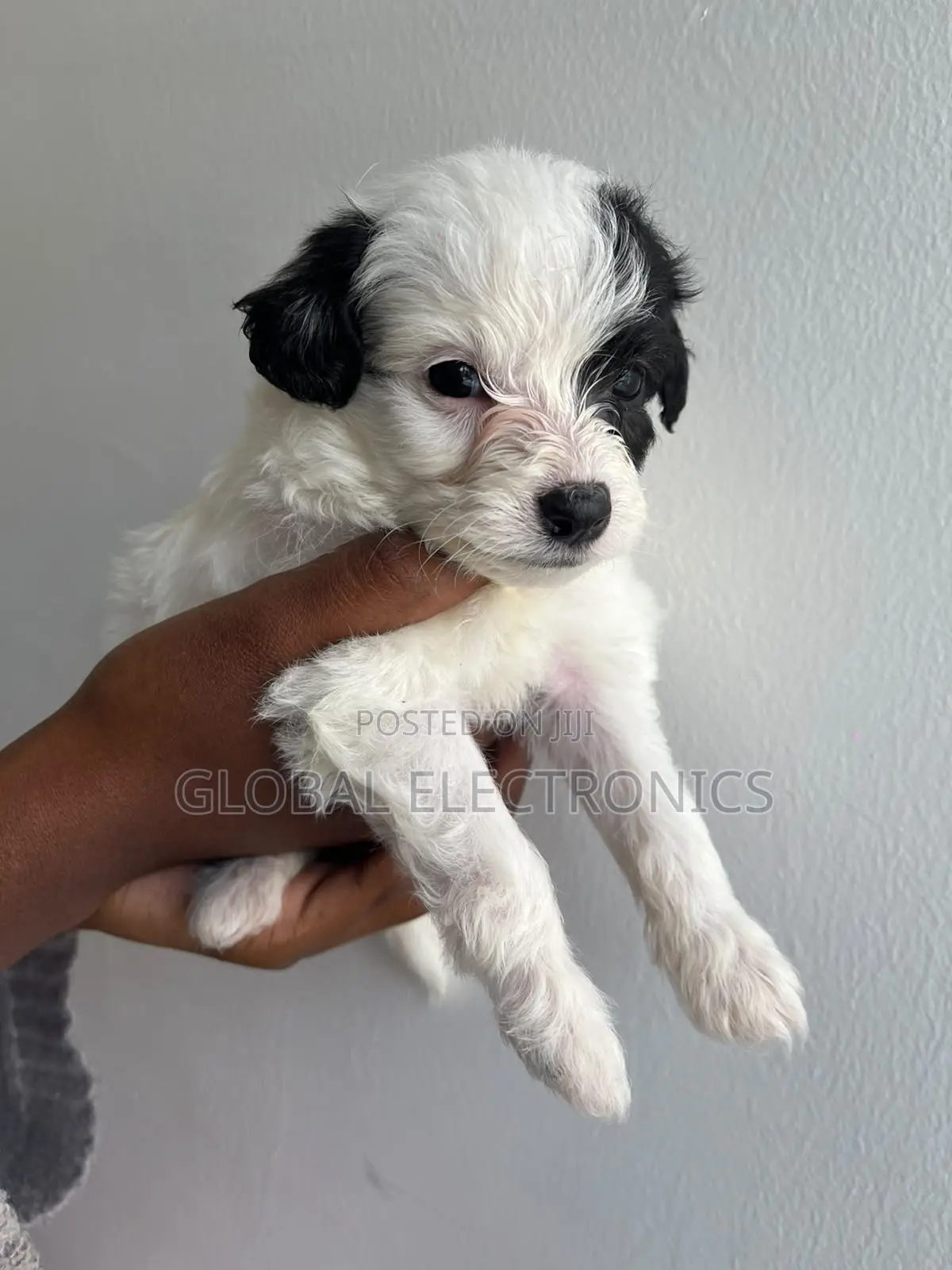 1-3 months Male Mixed Breed Havanese