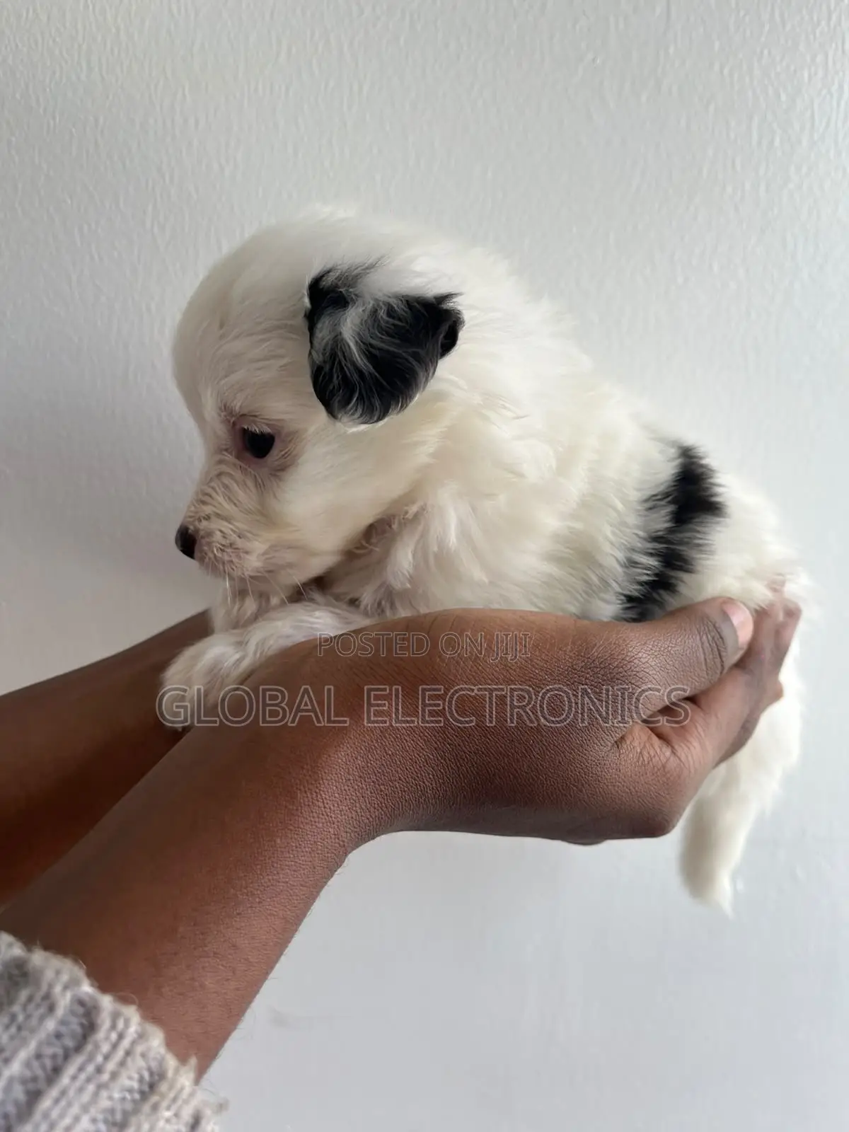 1-3 months Male Mixed Breed Havanese