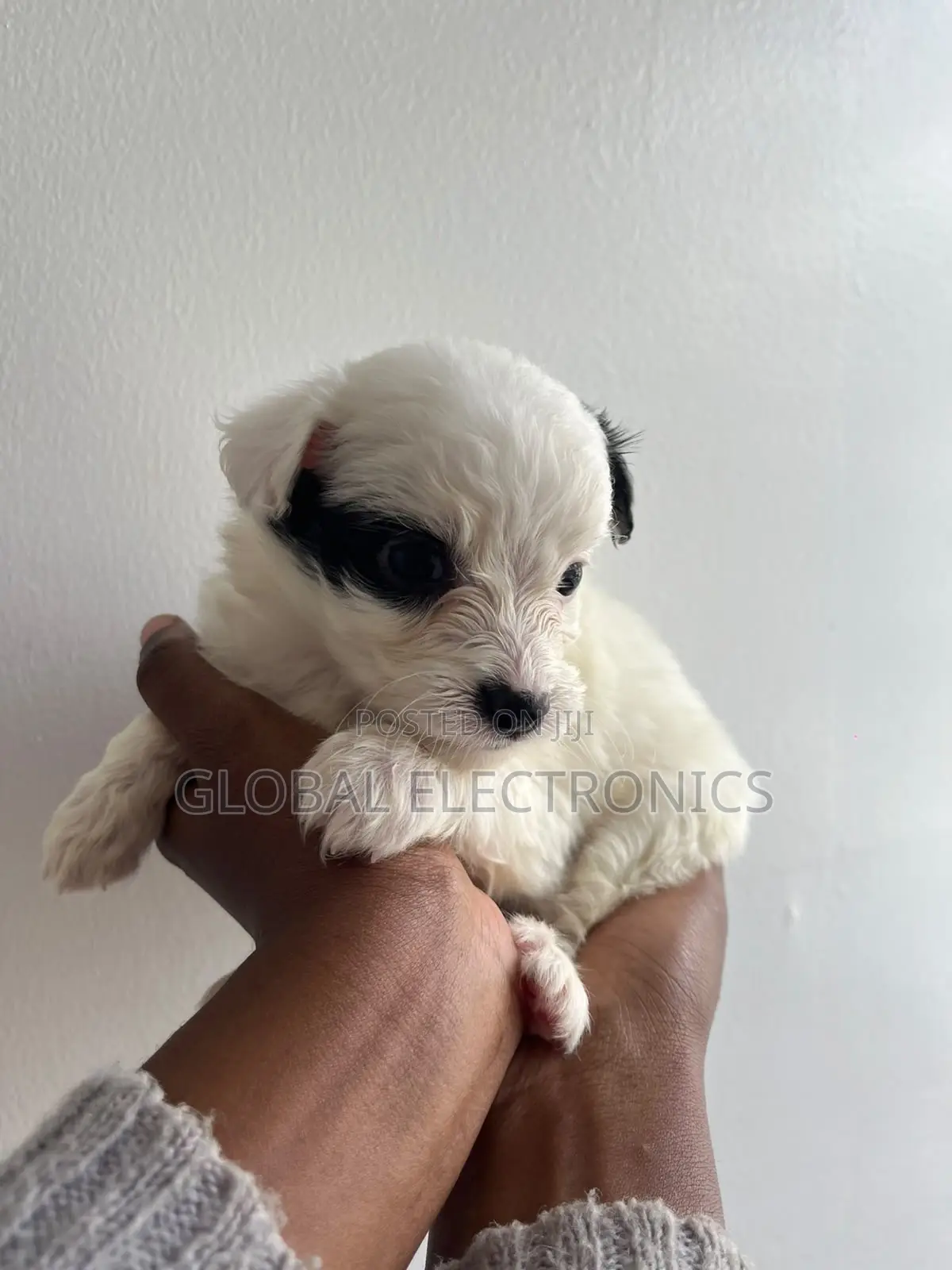 1-3 months Male Mixed Breed Havanese