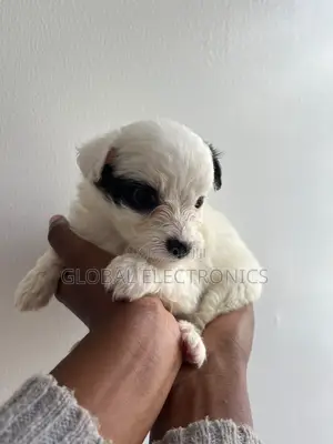 1-3 months Male Mixed Breed Havanese