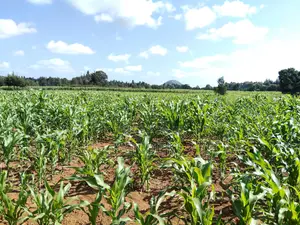 Kaptuli 6.5 Acres for Sale, Eldoret