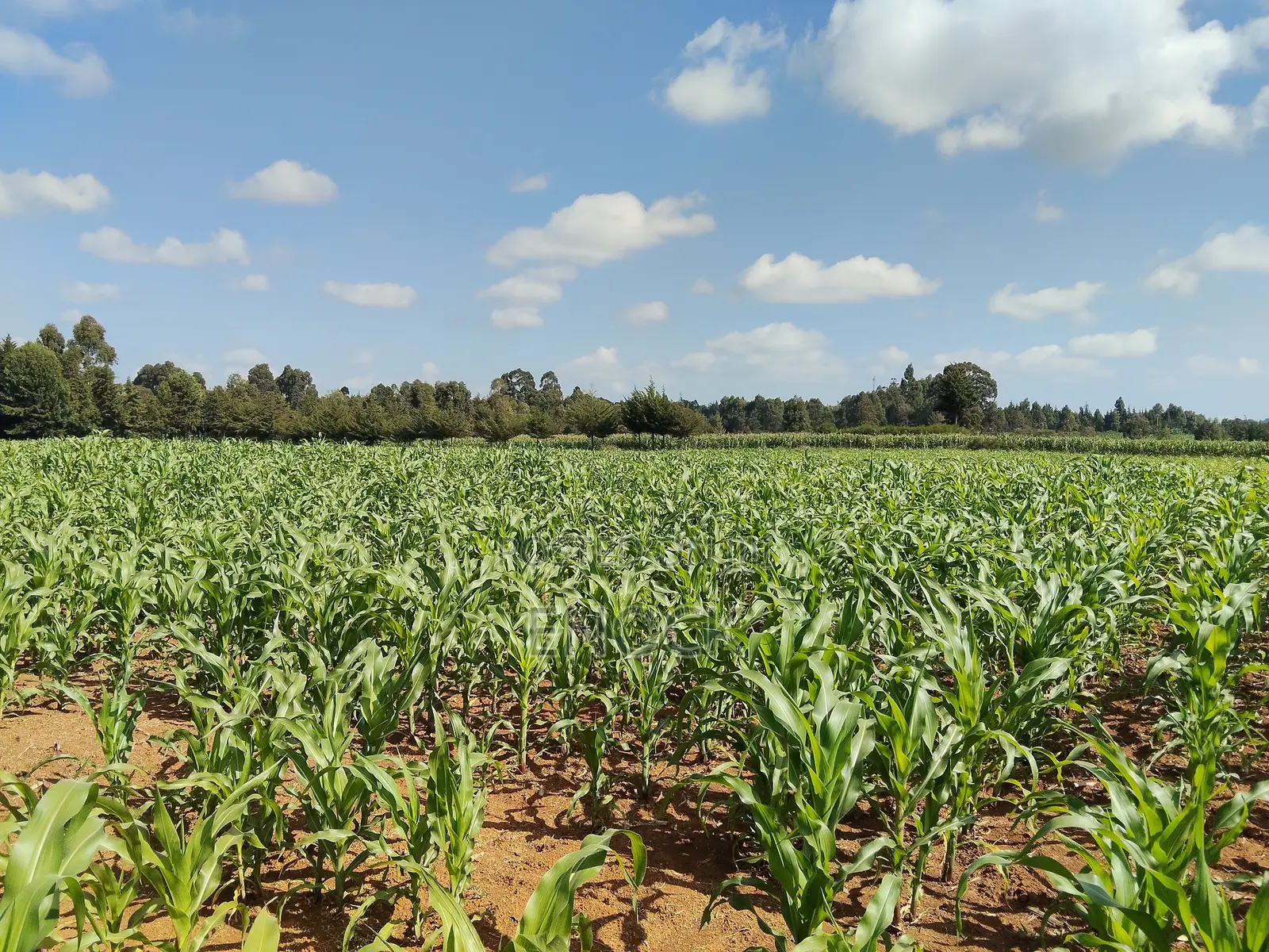 Kaptuli 6.5 Acres for Sale, Eldoret