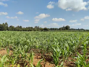 Kaptuli 6.5 Acres for Sale, Eldoret