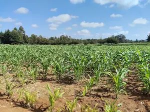 Kaptuli 6.5 Acres for Sale, Eldoret