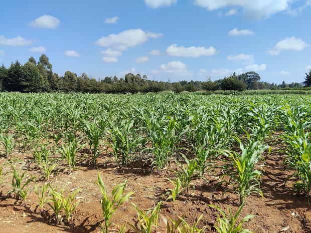 Kaptuli 6.5 Acres for Sale, Eldoret - thumbnail 3
