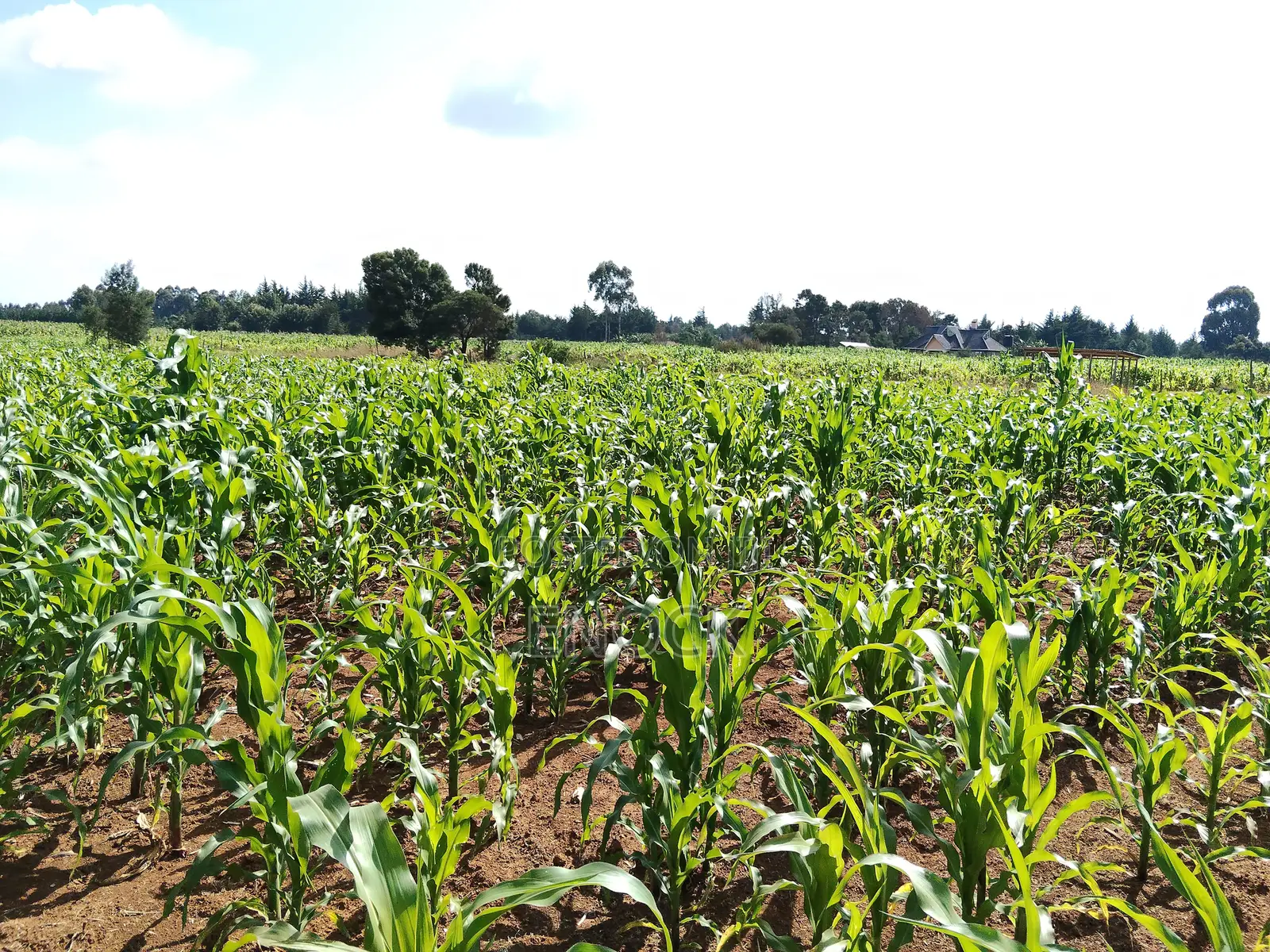 Kaptuli 6.5 Acres for Sale, Eldoret