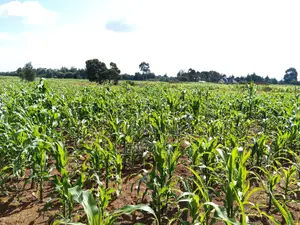 Kaptuli 6.5 Acres for Sale, Eldoret