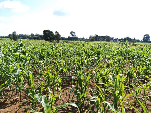 Kaptuli 6.5 Acres for Sale, Eldoret - thumbnail 4