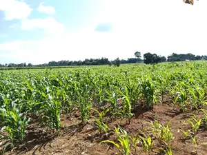 Kaptuli 6.5 Acres for Sale, Eldoret