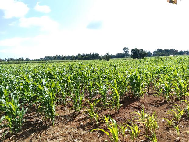 Kaptuli 6.5 Acres for Sale, Eldoret - thumbnail 5