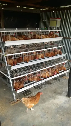 Offer!!Chicken Cages for 128 Birds