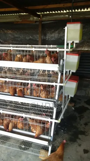 Offer!!Chicken Cages for 128 Birds