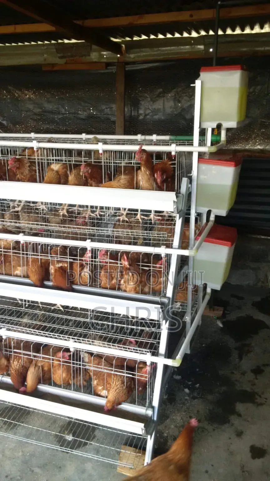 Offer!!Chicken Cages for 128 Birds