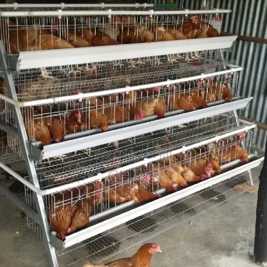 Offer!!Chicken Cages for 128 Birds