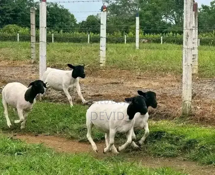 Delamere Farm