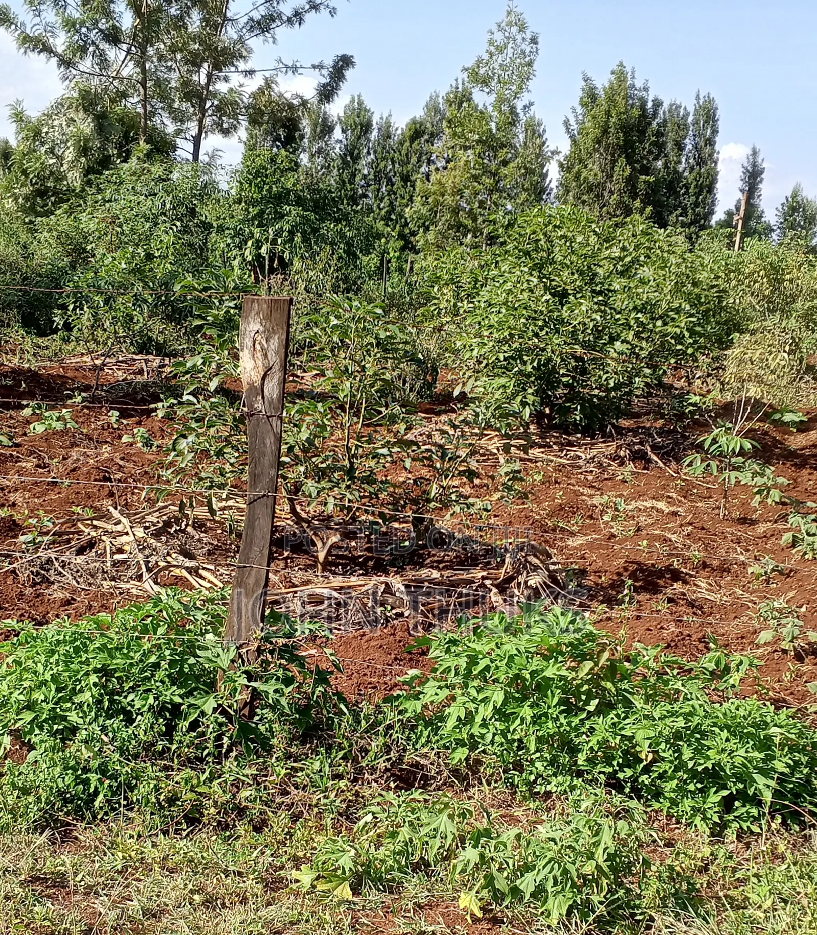 Land Kutus-Kerugoya 1⁄8 Acre