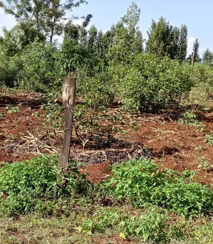 Land Kutus-Kerugoya 1⁄8 Acre