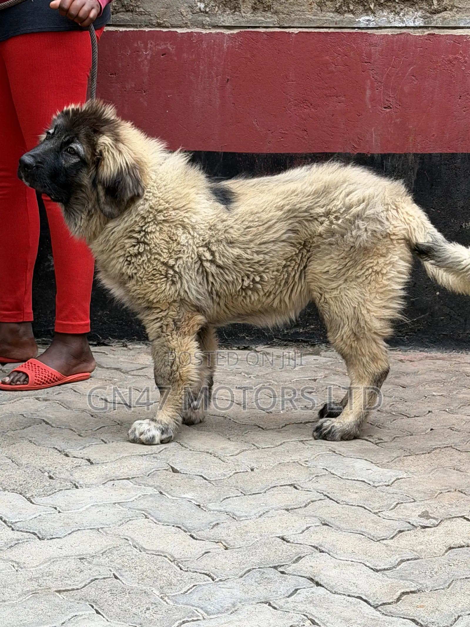 3-6 months Female Purebred Caucasian Shepherd