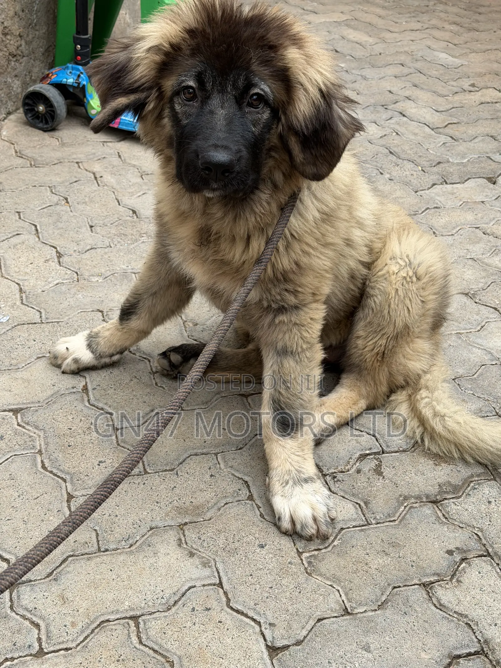 3-6 months Female Purebred Caucasian Shepherd