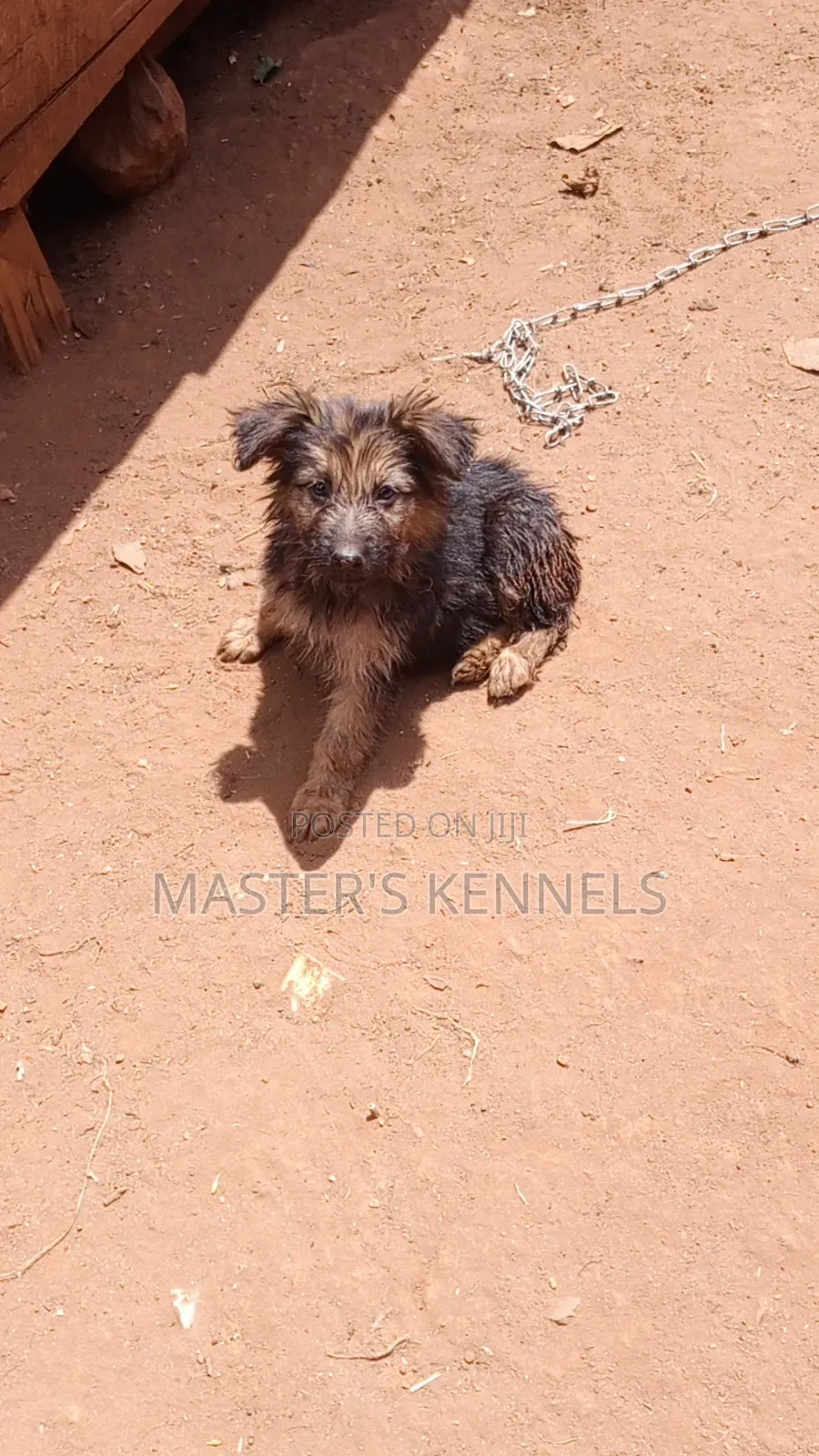 1-3 months Male Purebred German Shepherd