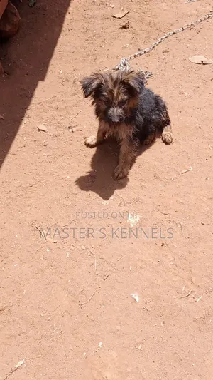 1-3 months Male Purebred German Shepherd
