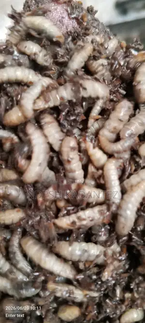 Black Soldier Fly Larvae (Bsfs)
