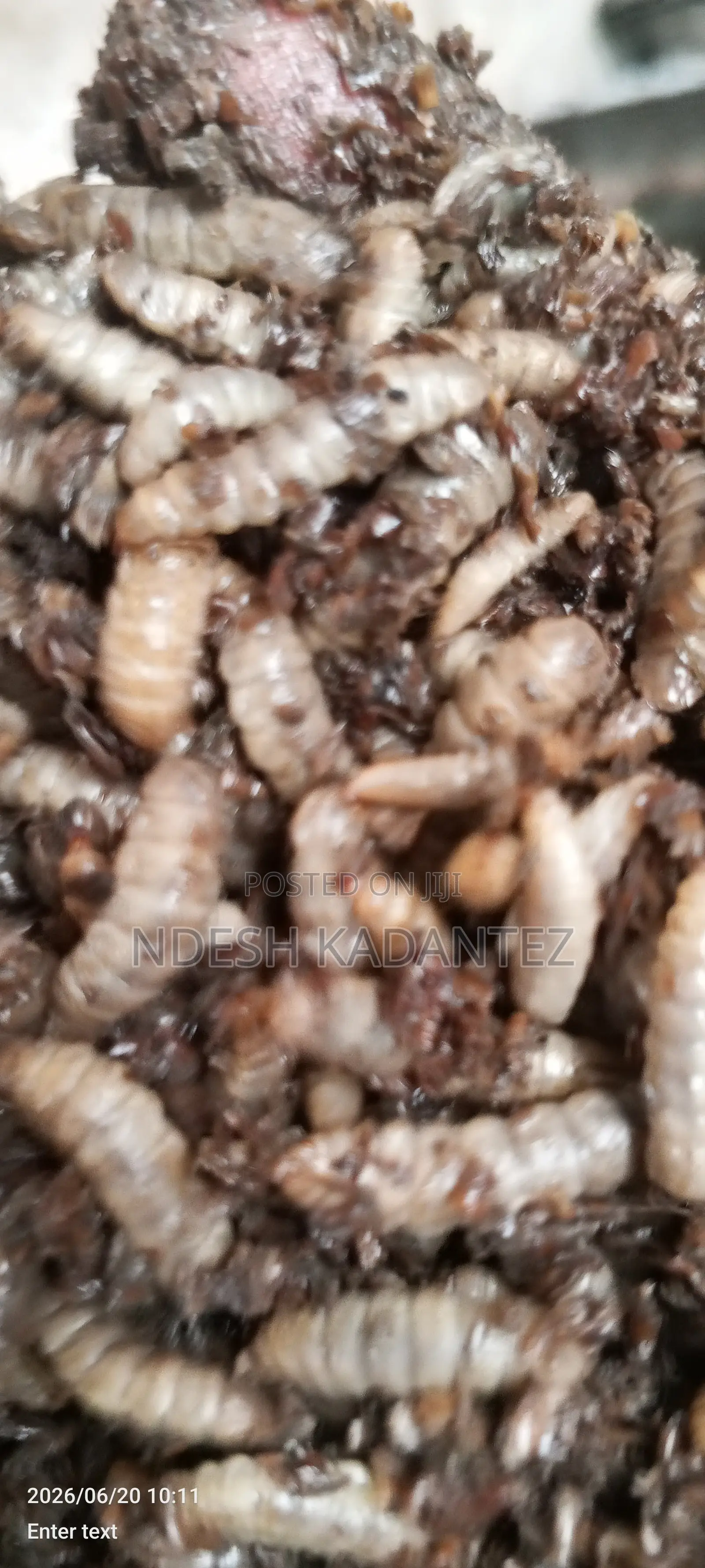 Black Soldier Fly Larvae (Bsfs)