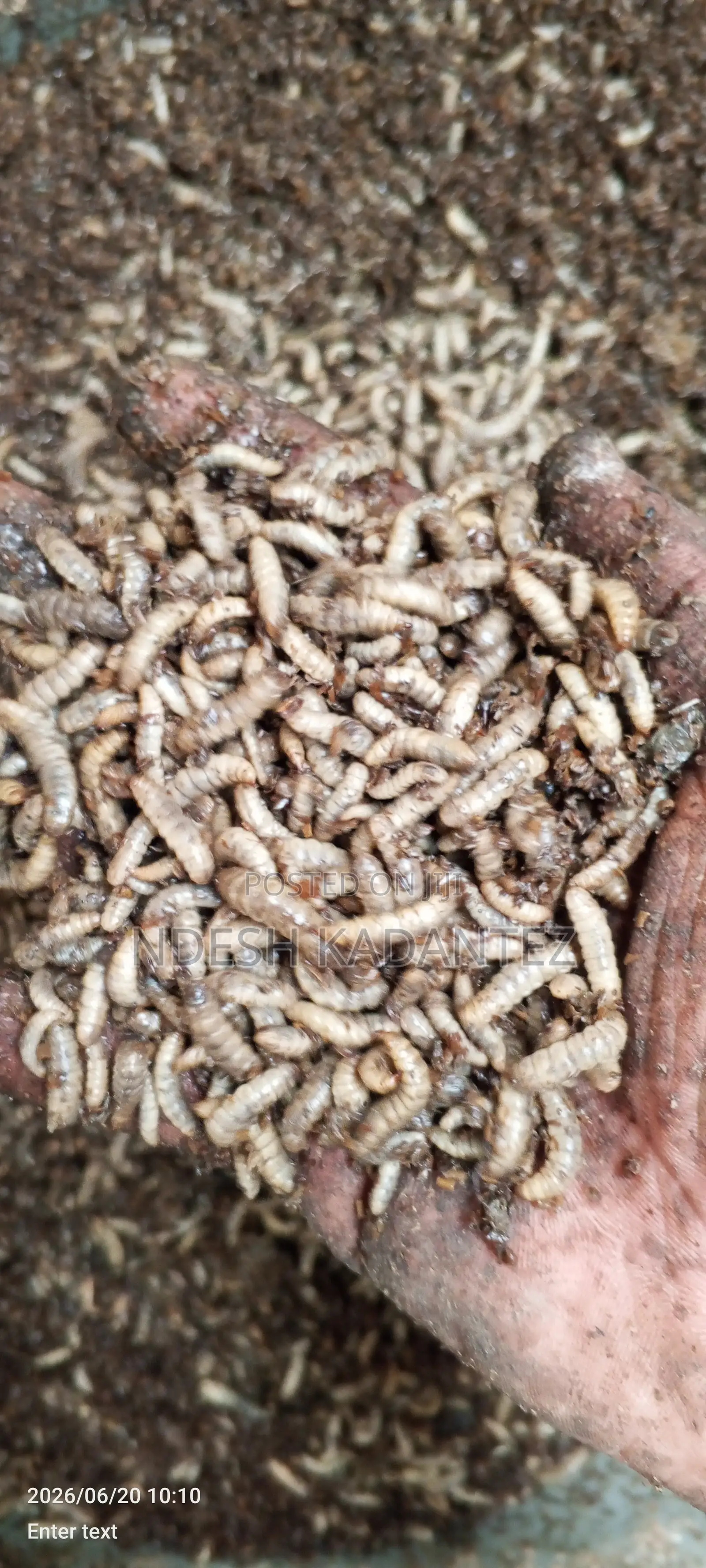 Black Soldier Fly Larvae (Bsfs)