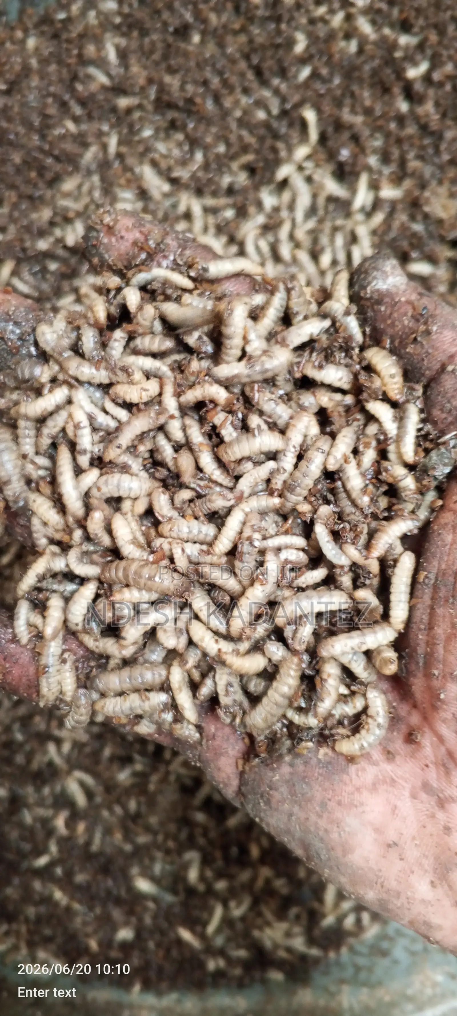 Black Soldier Fly Larvae (Bsfs)