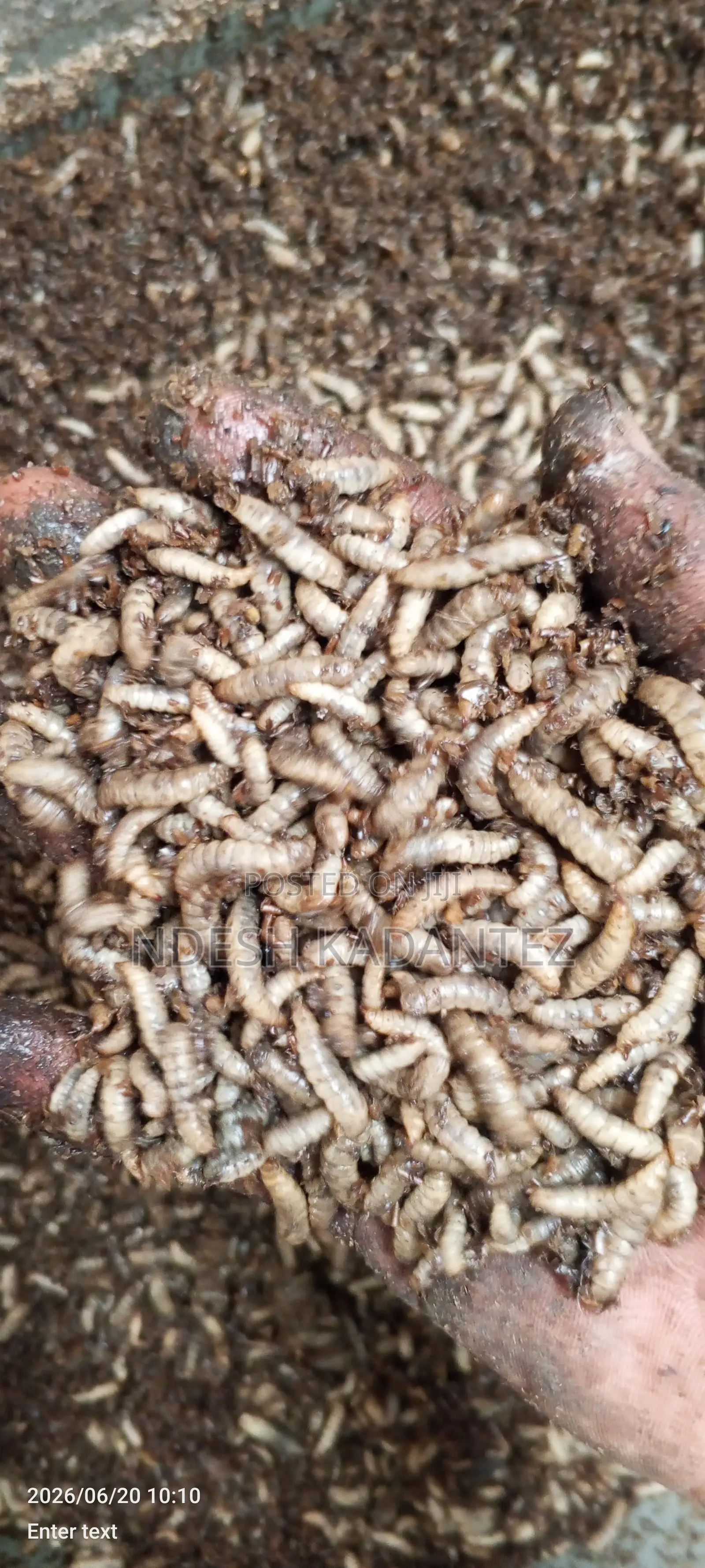 Black Soldier Fly Larvae (Bsfs)