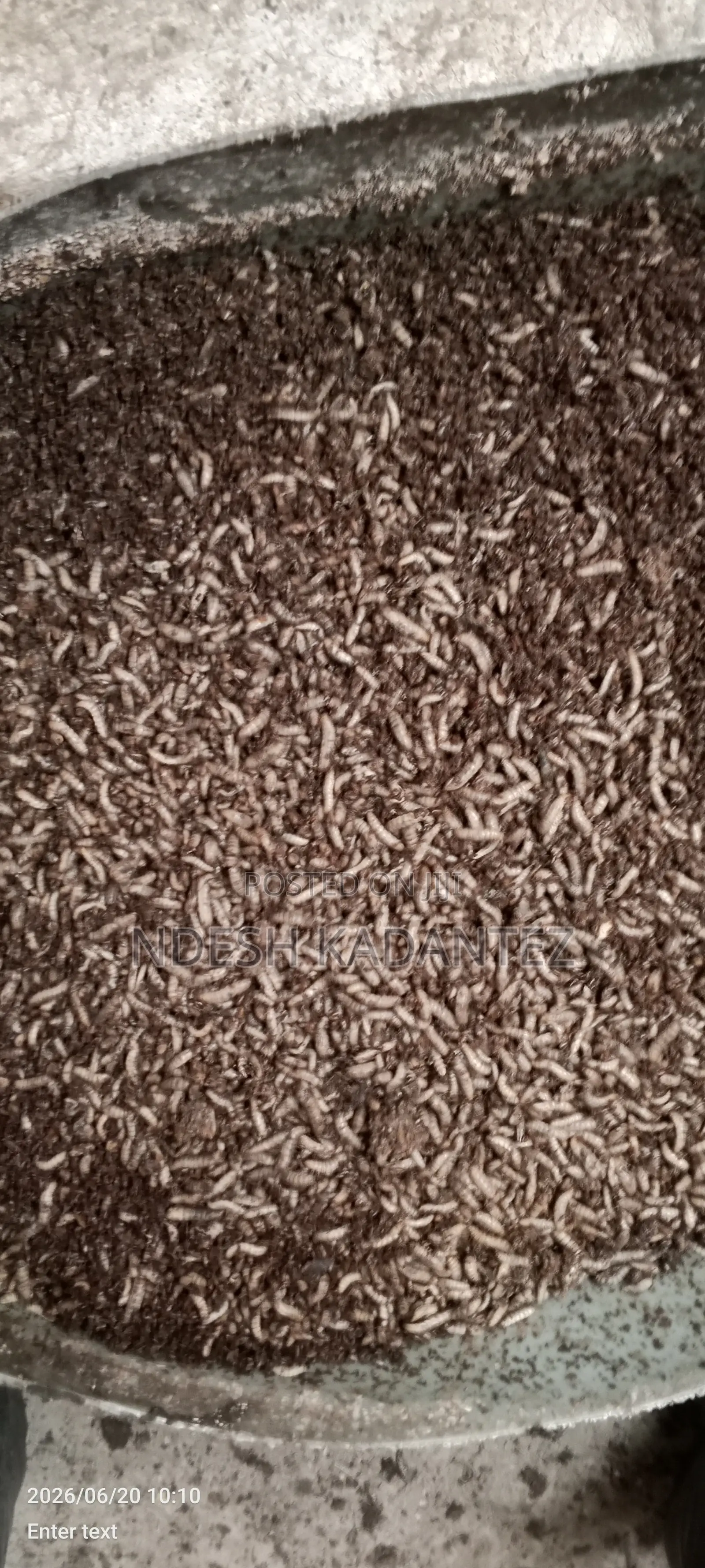 Black Soldier Fly Larvae (Bsfs)