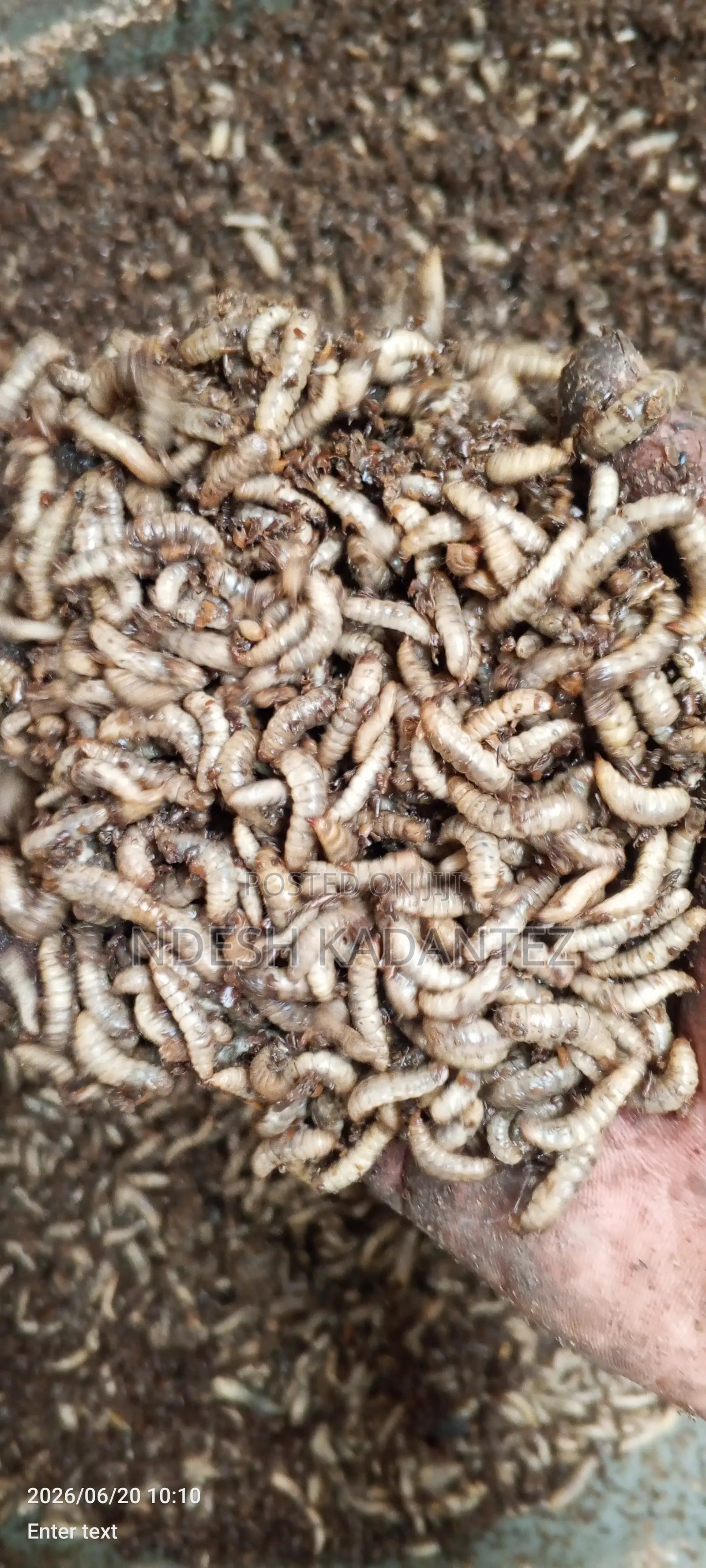 Black Soldier Fly Larvae (Bsfs)