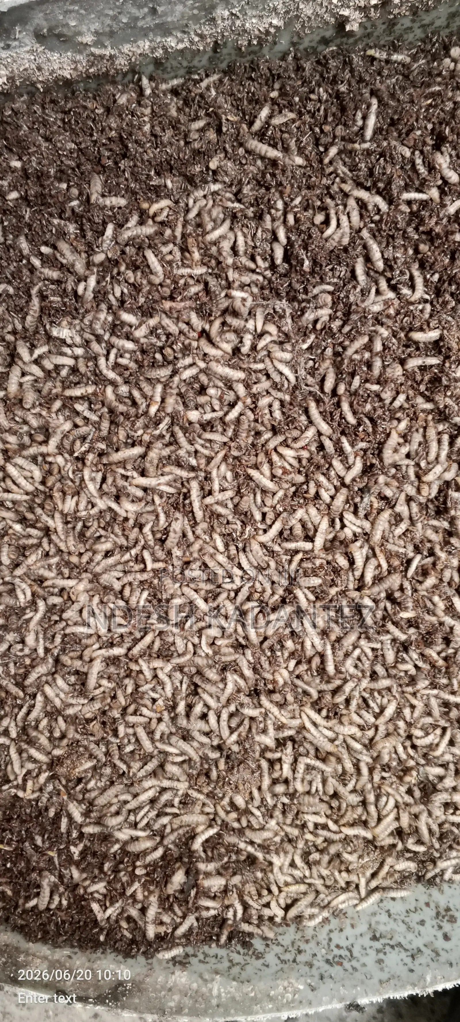 Black Soldier Fly Larvae (Bsfs)