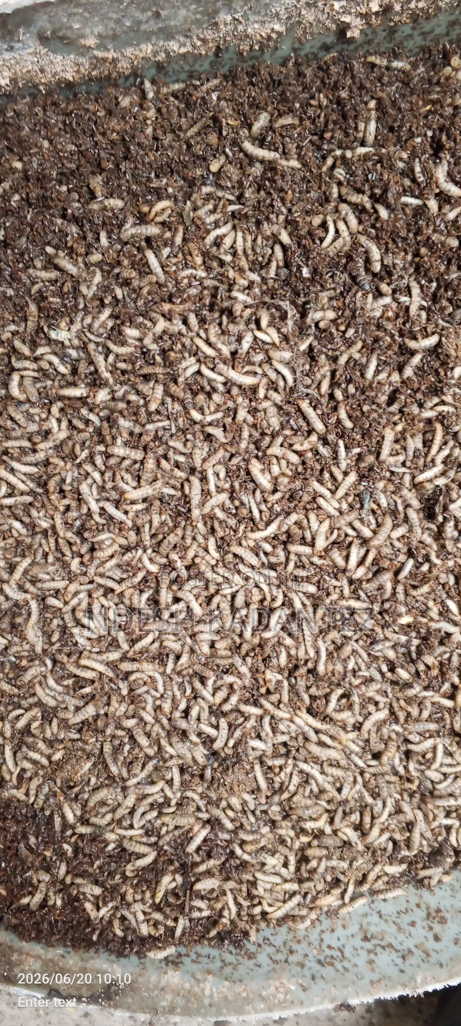 Black Soldier Fly Larvae (Bsfs)