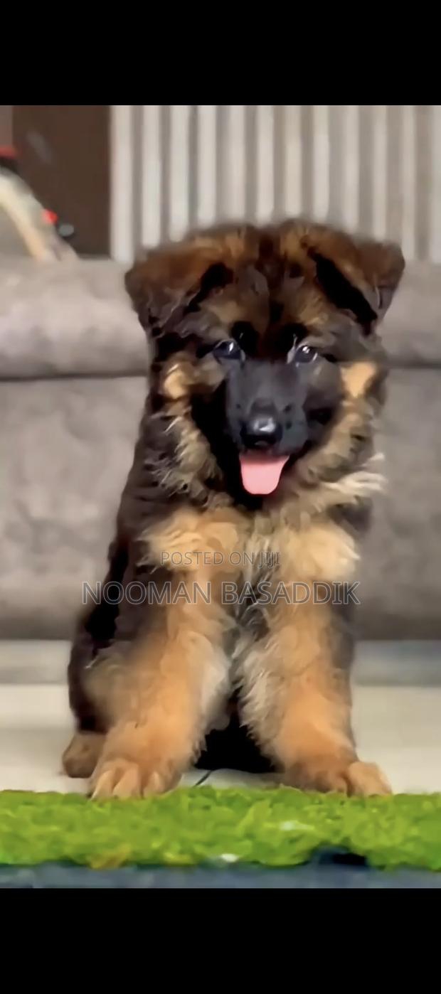 1-3 months Male Purebred German Shepherd