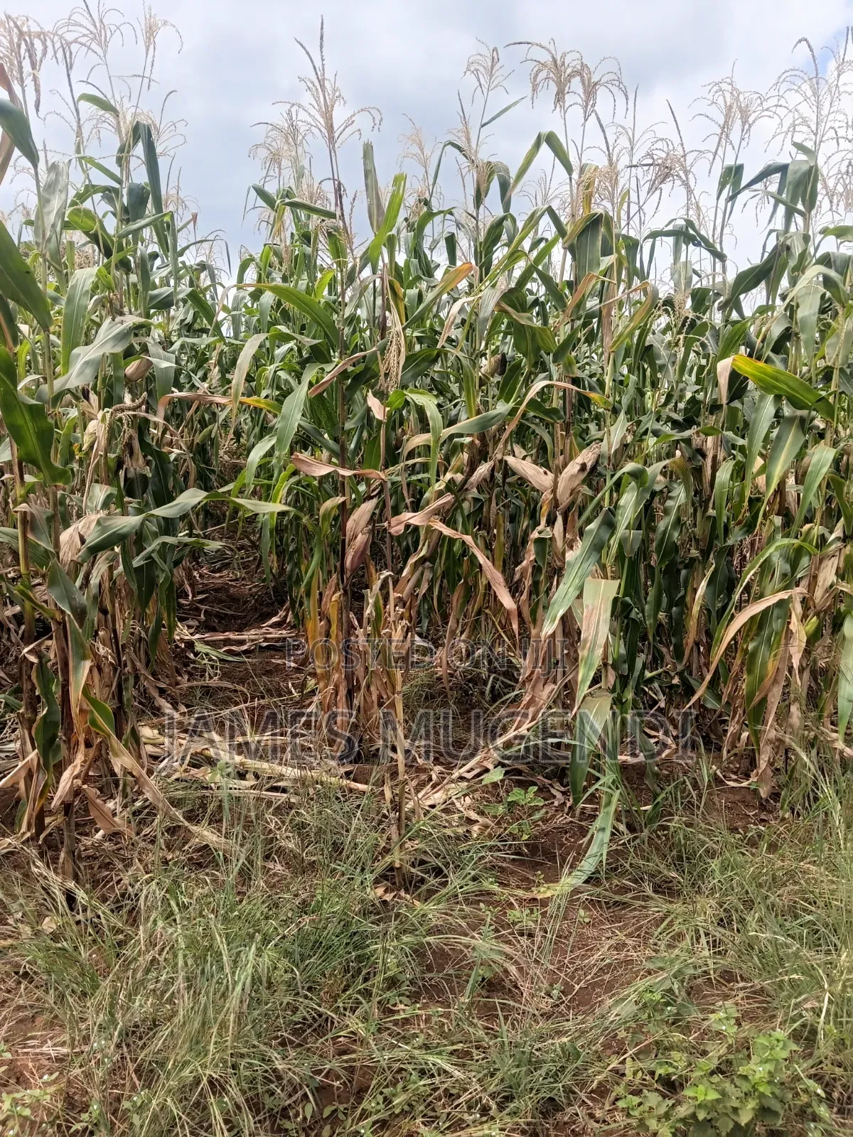 Land For Sale 1/4