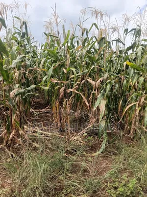 Land For Sale 1/4